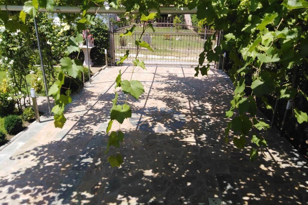 Villa Viktoria Halkidiki Nea Silata Ngoại thất bức ảnh